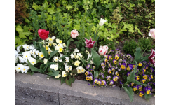 アプローチの花壇2013年4月